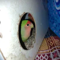 کوتوله