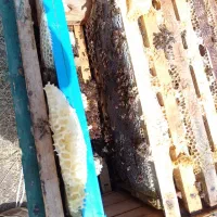 عسل طبیعی|خوردنی و آشامیدنی|مهاباد (آذربایجان غربی), |دیوار