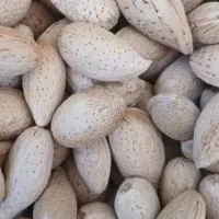 بادام شیرین وتلخ