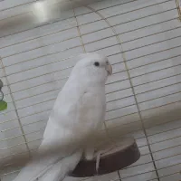 عروس هلندی نر نژاد آلبینو