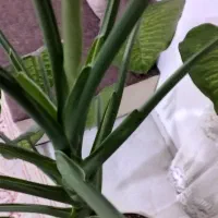 گول بزرگ با گلدان|گل و گیاه طبیعی|شاهرود, |دیوار