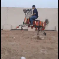 اسب نریان|اسب و تجهیزات اسب‌سواری|زنجان, |دیوار