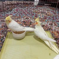 یک جفت عروس هلندی|پرنده|شیراز, باغ تخت|دیوار