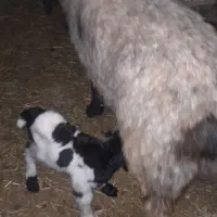 میش بختیاری