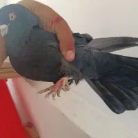 کبوتر قطع دار