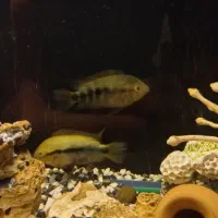 جفت مولد ماهی افرا