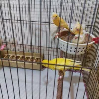 قناری جفت رد فاکتور