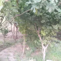 زمین (روستای ابارش)