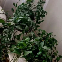 پتوس|گل و گیاه طبیعی|قم, کلهری|دیوار