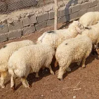بره|حیوانات مزرعه|حاجی آباد, |دیوار