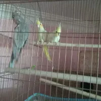 جفت مرغ عشق و عروس هلندی|پرنده|یزد, |دیوار