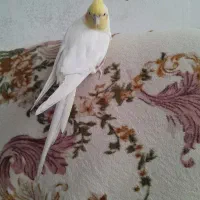 عروس هلندی سخنگو