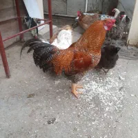 خروس محلی یکساله