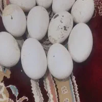 تخم غاز