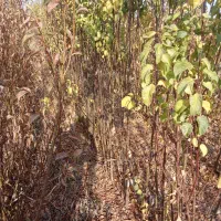 فروش نهال آقای رحمانی با20سال سابقه|خدمات باغبانی و درختکاری|محمدیه-قزوین, |دیوار