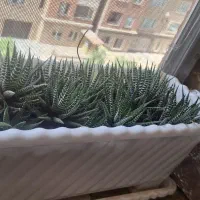 گل هاورتیا.گورخری