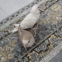 پرنده طوطی برزیلی رام