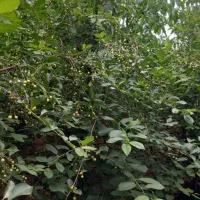 ویلا باغچه نقلی