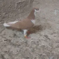 کبوتر کفتر|پرنده|اقبالیه, |دیوار