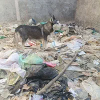 هاسکی با توله|سگ|اراک, |دیوار