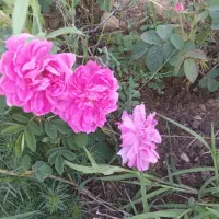 گل محمدی کاملا کوهستانی  و ارگانیک بهترین عطر