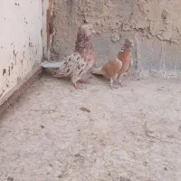 کبوتر پرشی سرور|پرنده|ابرکوه, |دیوار