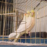 جفت عروس بالغ