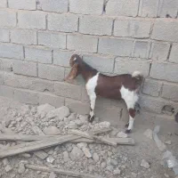 دو عدد کهری نر بزری مخصوص داشت