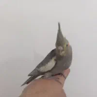 عروس هلندی دوماهه اماده یادگیری وتعلیم|پرنده|دماوند, گیلاوند|دیوار