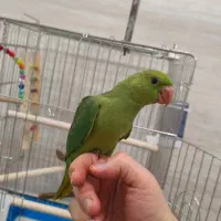 طوطی ملنگو (نرم خور شده)