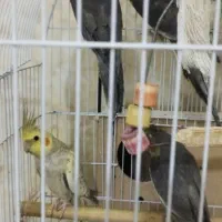 عروس هلندی|پرنده|چمران, |دیوار