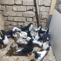 کفتر شهری|پرنده|شیراز, شریف‌آباد|دیوار