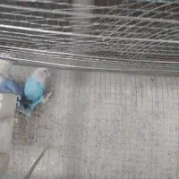 کوتوله|پرنده|سراوان, |دیوار