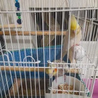 فروش عروس هلندی