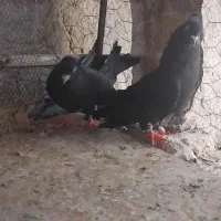 کبوتر زاغ