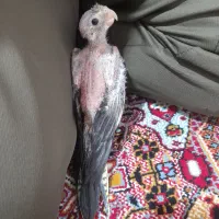 جوجه عروس هلندی