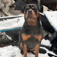 فروش روتوایلر