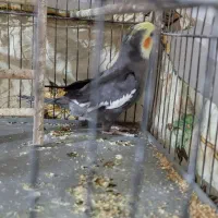 جفت عروس هلندی|پرنده|اسفراین, |دیوار