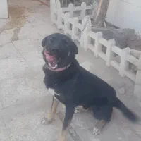 ژرمن کراس (دورگ)