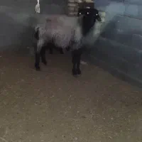 قوچ|حیوانات مزرعه|اصفهان, براآن شمالی|دیوار