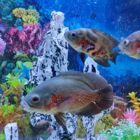 فروش ۵ عدد ماهی زینتی|ماهی|قوچان, |دیوار