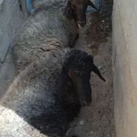 کاوه قوچ افشار|حیوانات مزرعه|چیتاب, |دیوار