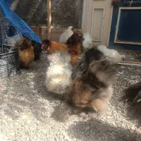 مرغ و خروس ابریشمی