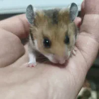 همستر|موش و خرگوش|رباط‌کریم, رباط‌کریم|دیوار