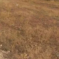 فروش زمین ۱ هکتار