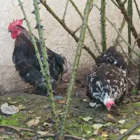 مرغ و خروس کوشین|حیوانات مزرعه|خشکبیجار, |دیوار