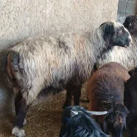 قوچ داشتی اتیقه|حیوانات مزرعه|مرودشت, مختارآباد|دیوار