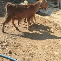 بز نجدی|حیوانات مزرعه|بهبهان, |دیوار