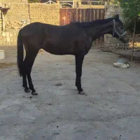 اسب عرب