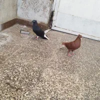 پرنده|پرنده|اهواز, منازل کارون|دیوار